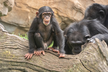 Baby chimpanzee (Pan troglodytes), a great ape native to the forests and savannahs of tropical Africa., and humans' closest living relatives.