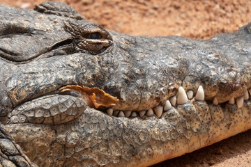 Nile crocodile (Crocodylus niloticus), the largest freshwater predator in Africa, found in in lakes, rivers, and marshlands.