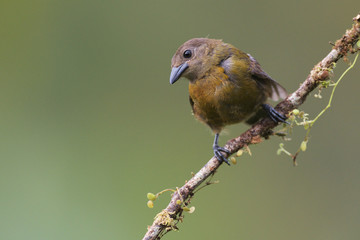 Scarlet-rumped Tanager sitting on branch