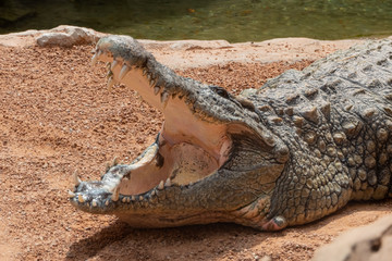 Fototapeta premium Nile crocodile (Crocodylus niloticus), the largest freshwater predator in Africa, found in in lakes, rivers, and marshlands.