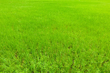 Naklejka na ściany i meble Rice plantations in beautiful fields, New rice plant during the rice farming season.