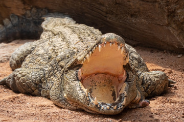 Obraz premium Nile crocodile (Crocodylus niloticus), the largest freshwater predator in Africa, found in in lakes, rivers, and marshlands.
