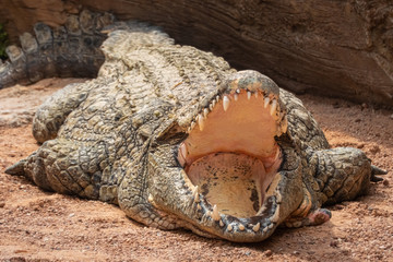 Fototapeta premium Nile crocodile (Crocodylus niloticus), the largest freshwater predator in Africa, found in in lakes, rivers, and marshlands.