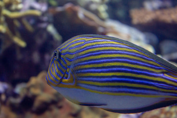 Fisch