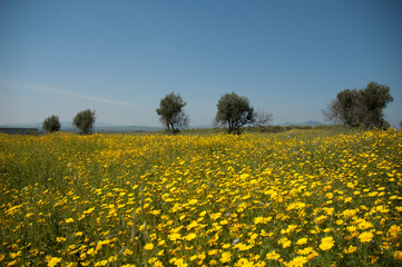 Obraz premium Campagna siciliana