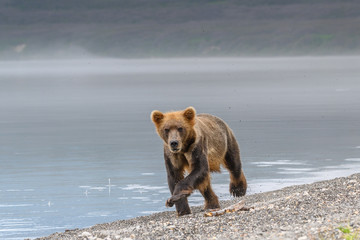 Ruling the landscape, brown bears of Kamchatka (Ursus arctos beringianus)