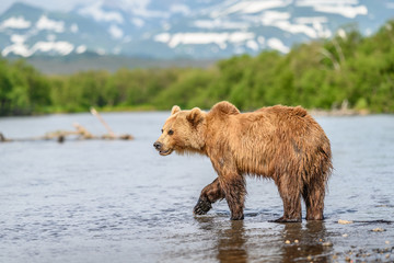 Ruling the landscape, brown bears of Kamchatka (Ursus arctos beringianus)