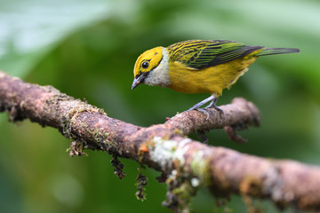 Silver-throated tanager sitting on branch