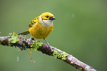 Silver-throated tanager sitting on branch