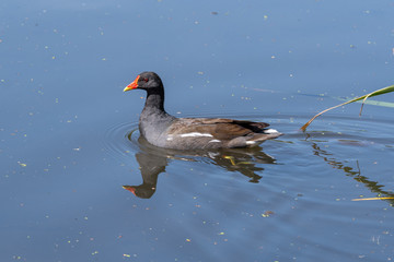 Common Moorhen Floating on Water
