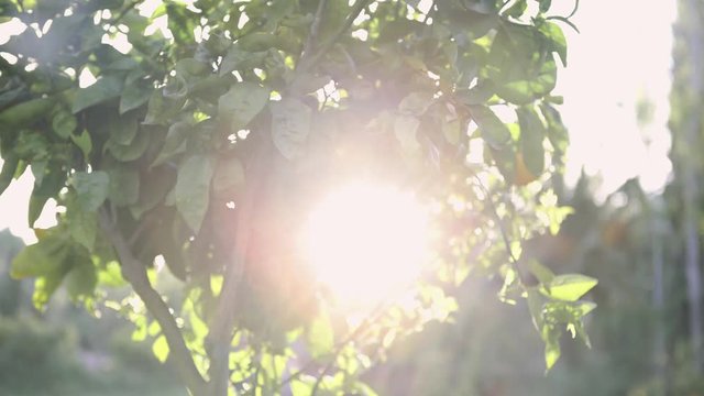 Sunlight Orange tree in orange farm. Art. Orange tree in the sun. Ripe juicy fruit