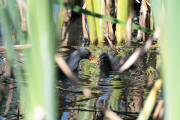 Adult Parent Moorhen Feeding its Young