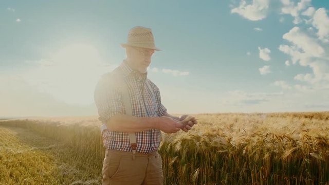 Caucasian senior handsome man farmer in a hat and glasses holding ears of wheat in hand and examining them in the middle of the golden field in summer.