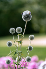 blooming globe thistle (echinops) with bees
