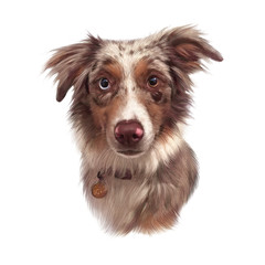 Close-up of Australian shepherd dog with different colored eyes isolated on white background. Animal art collection: Dogs. Realistic puppy Portrait. Hand Painted Illustration of Pets. Design template