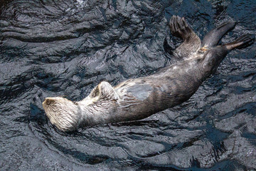 Otter