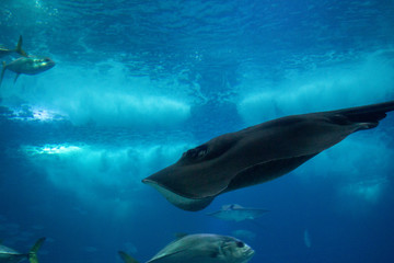 Obraz premium Rochen