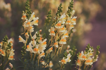 Close up of Yellow flowers of toadflax, Linaria vulgaris