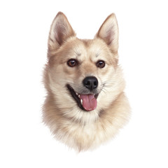 Head of Handsome dog isolated on white background. Cute puppy. Realistic Hand drawing of a puppy. Watercolor Animal art collection: Small Dogs. Good for print T-shirt, banner, pillow. Design template