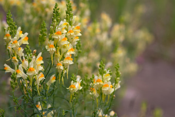 Yellow beautiful flowers in the meadow.  flowers of toadflax, Linaria vulgaris