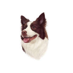Realistic Portrait of Chocolate Border Collie Dog. Head of a cute puppy isolated on white background. Animal art collection: Dogs. Hand Painted Illustration of Pet. Design template. Good for t shirt