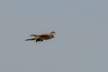 Kestrel with a vole in its Talons