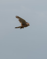 Kestrel with a vole in its Talons