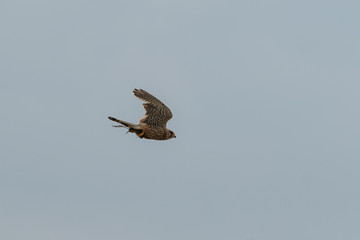 Kestrel with a vole in its Talons