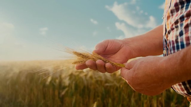 Close up of the golden wheat spikes in hand of the Caucasian old man farmer in the field on a sunny day.