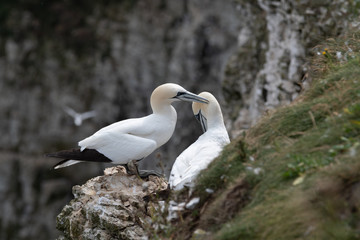 Pair of Gannets in Courtship on Bempton Cliffs