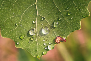 Large beautiful drops of transparent rain water on a green leaf.  Closeup. Beautiful leaf texture in nature. Natural background