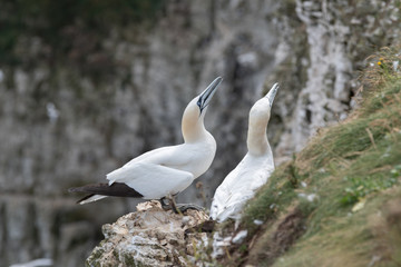 Pair of Gannets in Courtship on Bempton Cliffs