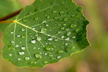 beautiful drops of transparent rain water on a green leaf.  Closeup. Beautiful leaf texture in nature. Natural background