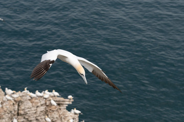 Gannet in Flight Over Bempton Cliffs East Yorkshire