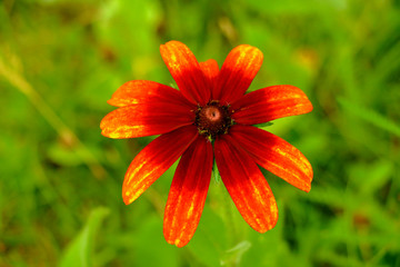 The flowers and the sun 0414