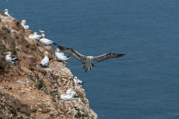 Gannet in Flight Over Bempton Cliffs East Yorkshire