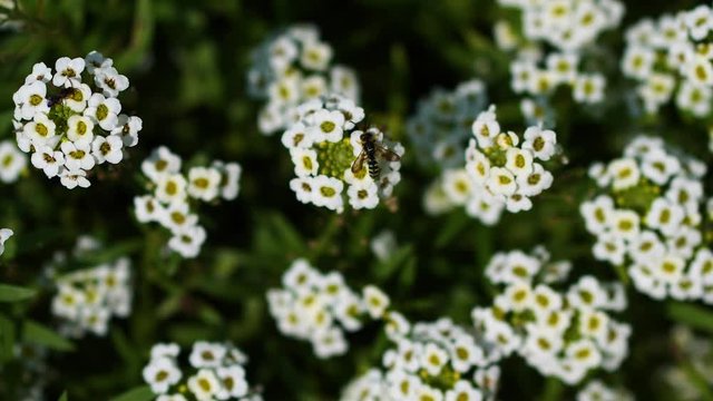 Alyssum flowers that smell like honey. White alyssum: fragrant flower garden