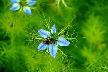 The flowers and the sun 0413