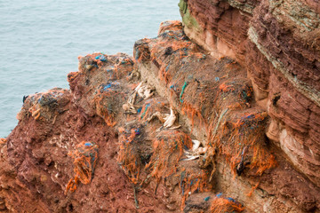An der Brutkolonie auf Helgoland hängen tote Vögel, die sich in den Resten der Fischernetze...