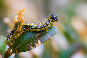 Box tree moth, Cydalima perspectalis