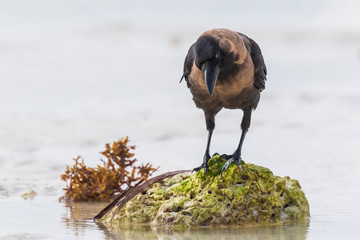 Closeup of a House crow Corvus splendens bird