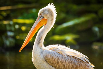 Dalmatian pelican Pelecanus crispus
