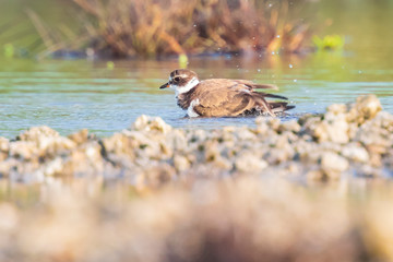 Common Ringed Plover Charadrius hiaticula waterfowl bird preening and cleaning in between rocks on wetlands