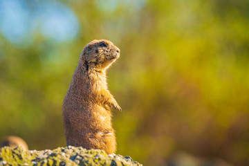 Black-tailed prairie dog Cynomys ludovicianus