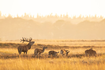Naklejka na ściany i meble Herd of red deer cervus elaphus rutting and roaring during sunset