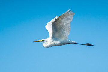Great egret Ardea alba waterfowl closeup