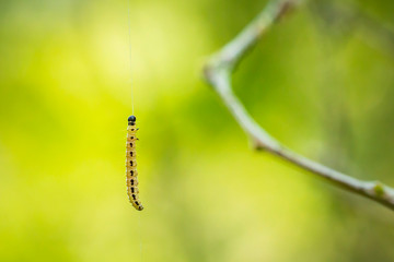 Closeup of a pest larvae caterpillars of the Yponomeutidae family or ermine moths, formed communal webs around a tree.