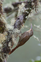 Spot-crowned woodcreeper on tree