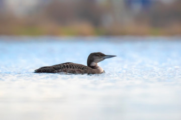 Fototapeta premium Common or great northern loon Gavia immer hunting and eating crayfish