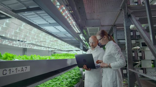 Modern vertical farming system and its employees taking care of plants. Plant food production in vertically stacked layers